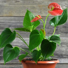 Цветы в горшках