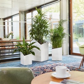 Пальмы комнатные